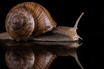 snail on a black background