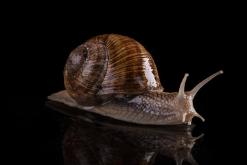 snail on a black background
