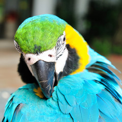Turquoise macaw bird, feather pecking