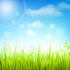 Fototapeta na wymiar Spring meadow grass blue sky poster