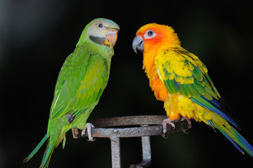 Beautiful cute Red-breasted Parakeet, in action