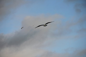 Möwe im Flug