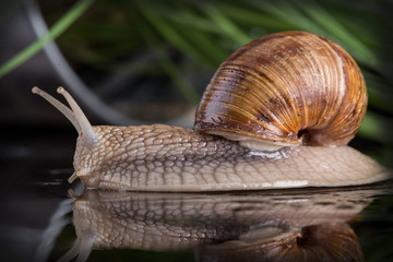 Garden snail (Helix aspersa)