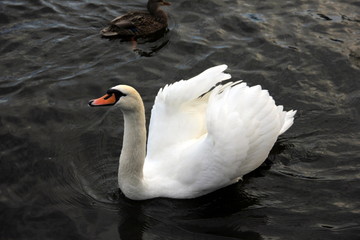 Schwan