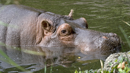 Fototapeta na wymiar Hippopotamus