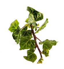 Green ivy