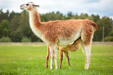 Baby lama sucking milk