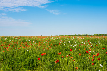 Fototapeta na wymiar Poppy field against blue sky