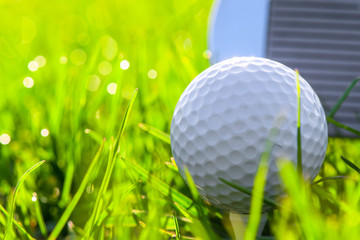 golf ball in the grass early in the morning