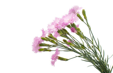 bouquet of pink carnation