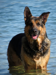 happy german shepherd  dog playing in the sea