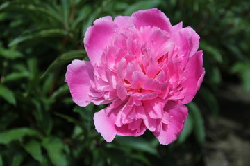 rosa Pfingstrose Bauernrose im Garten