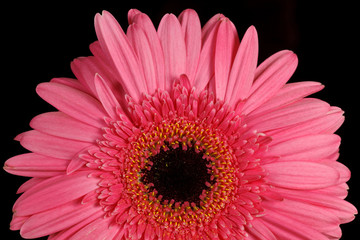 pink gerbera daisy