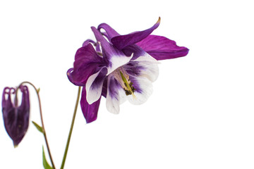 aquilegia flower isolated