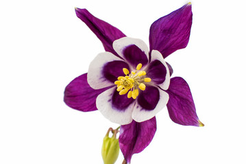 aquilegia flower isolated