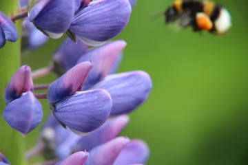 Hummel besteubt eine Lupinien Blüte © OFC Pictures