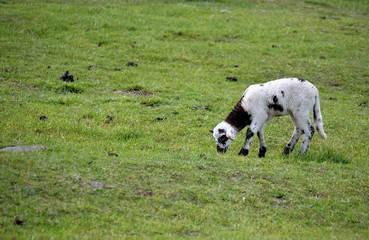 Fototapeta premium agneau paissant