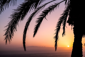 Fototapeta na wymiar Palm and beautiful sunset