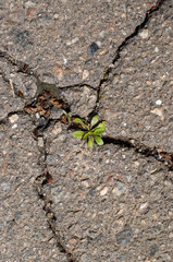 grass breaks through asphalt