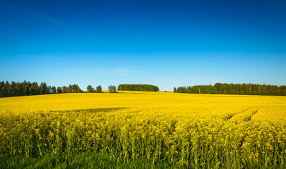 Rapeseed field