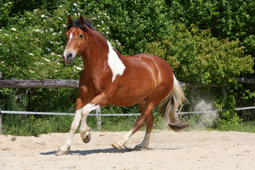 Schecke im Galopp