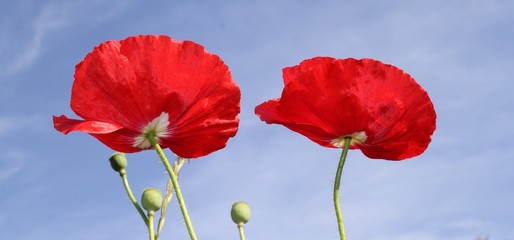 Naklejka premium Coquelicots