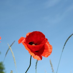 Obraz premium coquelicot