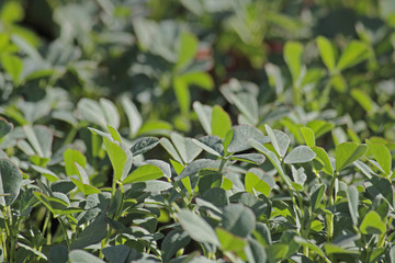 Plants of Fenugreek Foenum-graecum in a field