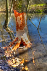 Biber bei der Arbeit