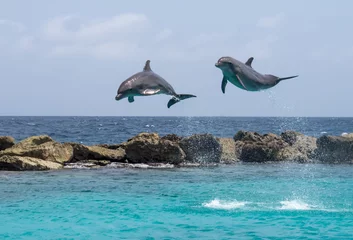Crédence en verre imprimé Dauphin dauphins