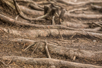 tree roots
