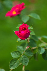 rosa Rosenknospe