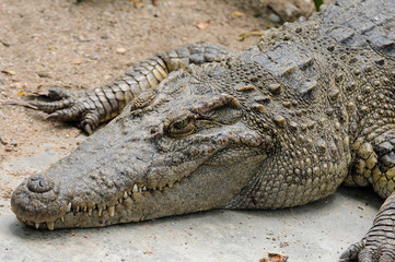Fototapeta premium Single crocodile crouch on ground.