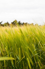 Barley growing in Suffolk countryside, Bury St Edmunds, UK
