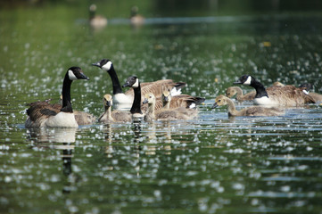 Canada Goose, Branta canadensis
