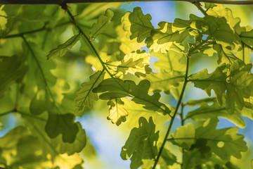 Oak leaves on the sun