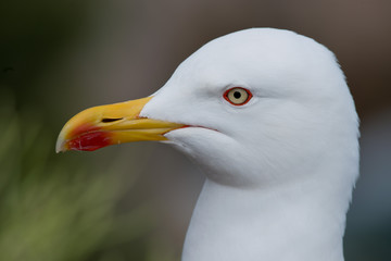 Portrait of a Yellow-Legged Gull
