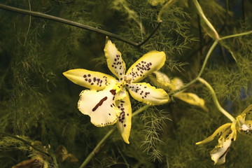 Цветок лилии желтой в крапинку крупным планом