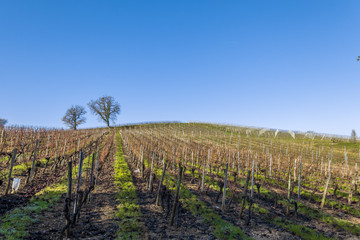 Fototapeta na wymiar vineyard Saint Genes de Lombaud Bordeaux France