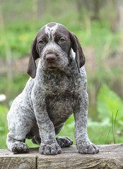 german shorthaired pointer
