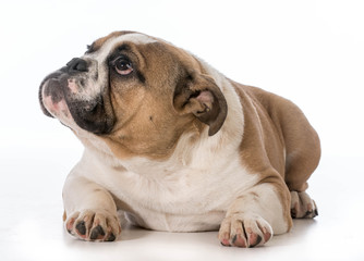 english bulldog