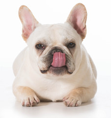 french bulldog