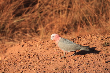 Galah (Eolophus roseicapilla) in Australia