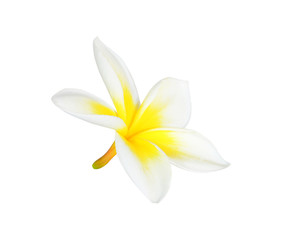 Frangipani (plumeria) flowers isolated on white