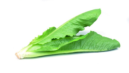 Green oak leaf lettuce isolated on white