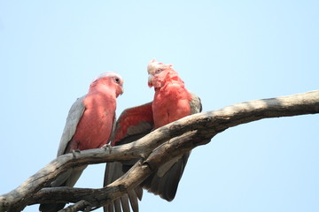 Galah (Eolophus roseicapilla) in Australia
