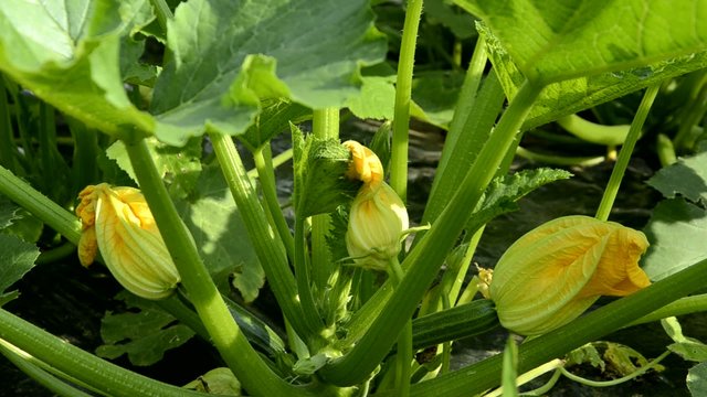 Cucurbita pepo Тыква обыкновенная Gartenk&uuml;rbis Dynia zwyczajna