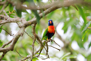 Rainbow Lorikeet (Trichoglossus haematodus) in Cainrs, Australia