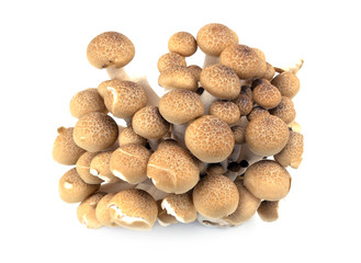 Fototapeta na wymiar brown beech mushroom isolated on white