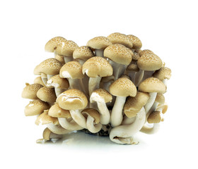 brown beech mushroom isolated on white